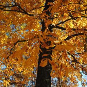 looking up trunk and crown of tree in fall color