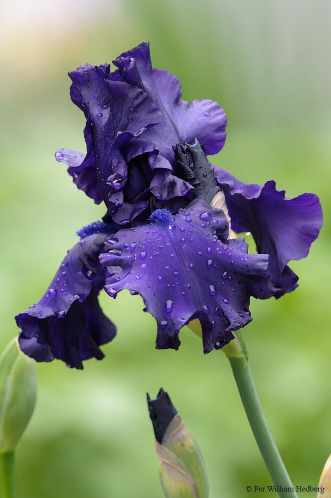 Photo of Tall Bearded Iris (Iris 'Dusky Challenger') uploaded by William