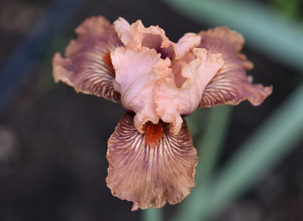 Photo of Intermediate Bearded Iris (Iris 'Thrum') uploaded by cliftoncat
