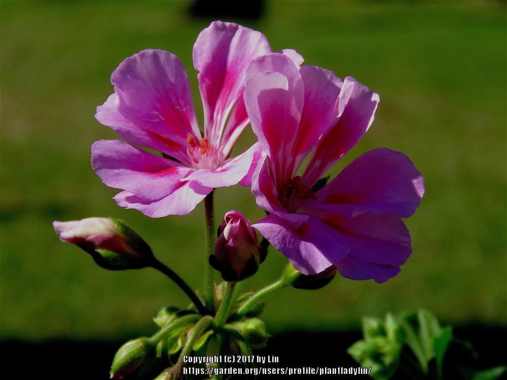Photo of Pelargoniums (Pelargonium) uploaded by plantladylin