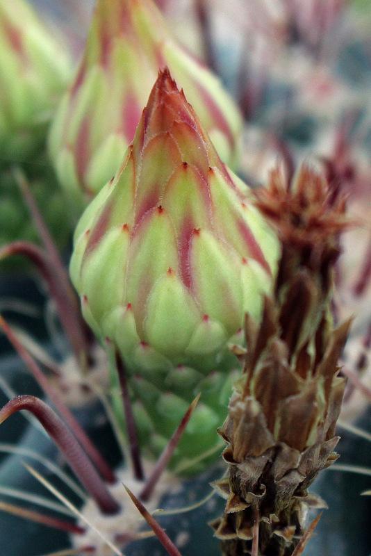 Photo of Arizona Barrel Cactus (Ferocactus wislizeni) uploaded by RuuddeBlock