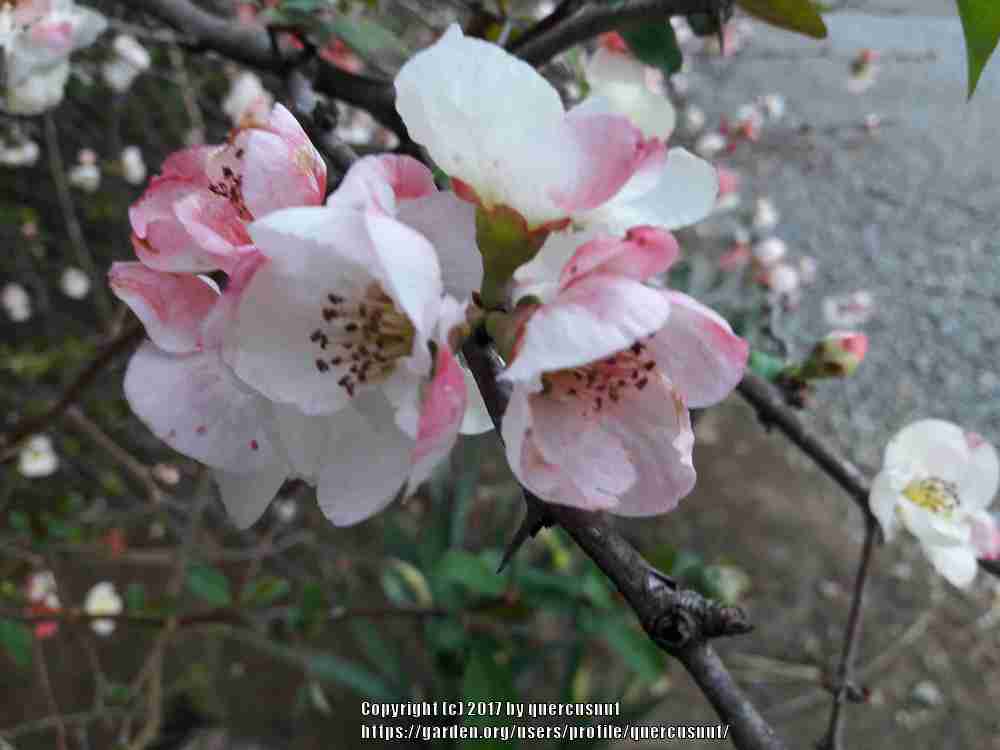 Photo of Flowering Quince (Chaenomeles speciosa 'Toyo-Nishiki') uploaded by quercusnut