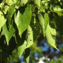 Location: Aurora, Illinois
Date: summer in 1980's
leaves with some leaf galls