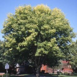Location: Aurora, Illinois
Date: late summer in 1980's
mature tree