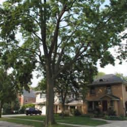 Location: Glen Ellyn, Illinois
Date: 2010-08-20
full-grown tree in a parkway