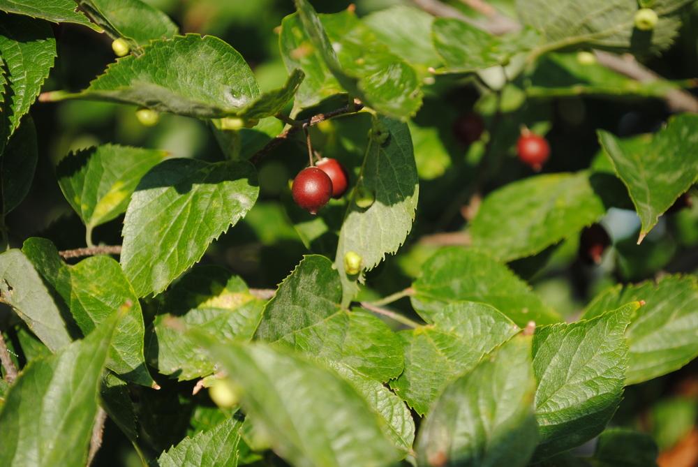 Photo of Common Hackberry (Celtis occidentalis) uploaded by ILPARW
