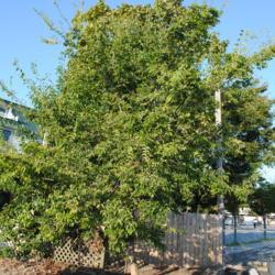 Location: Rehoboth Beach, Delaware
Date: 2012-09-14
young tree wild at parking lot
