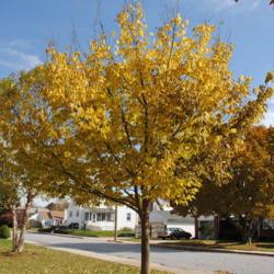 Location: Downingtown, Pennsylvania
Date: 2015-10-29
young tree planted in yard with fall color