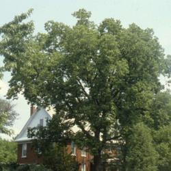 Location: Aurora, Illinois
Date: summer in 1980's
huge, full-grown tree in a yard