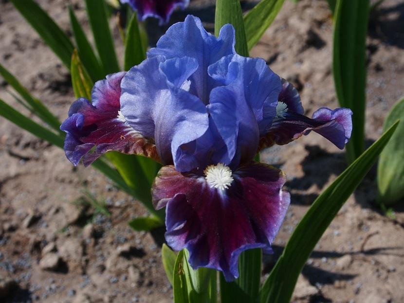 Photo of Standard Dwarf Bearded Iris (Iris 'Devoted') uploaded by IaninaUkr