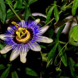 Location: Botanical Gardens of the State of Georgia...Athens, Ga
Date: 2017-11-26
Passion Flower And Pod 002