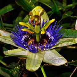 Location: Botanical Gardens of the State of Georgia...Athens, Ga
Date: 2017-11-26
Passion Flower 042