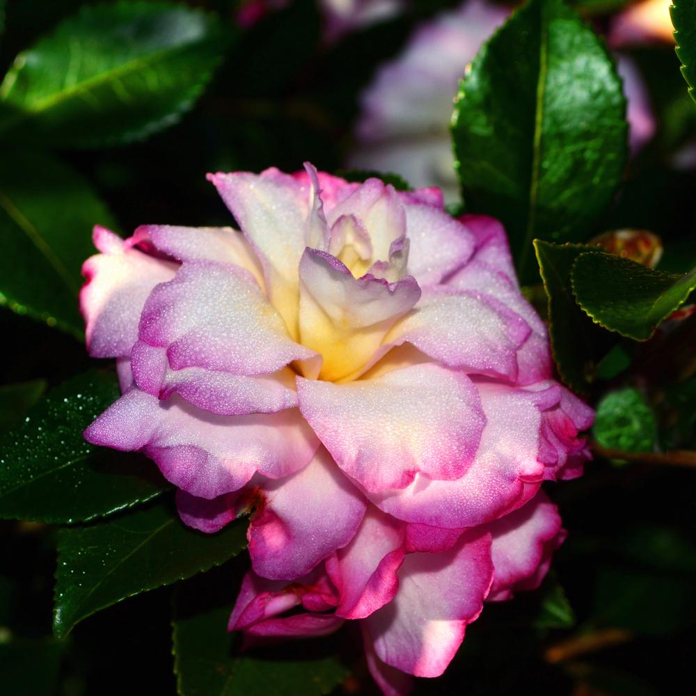 Photo of Sasanqua Camellia (Camellia sasanqua 'Leslie Ann') uploaded by dawiz1753