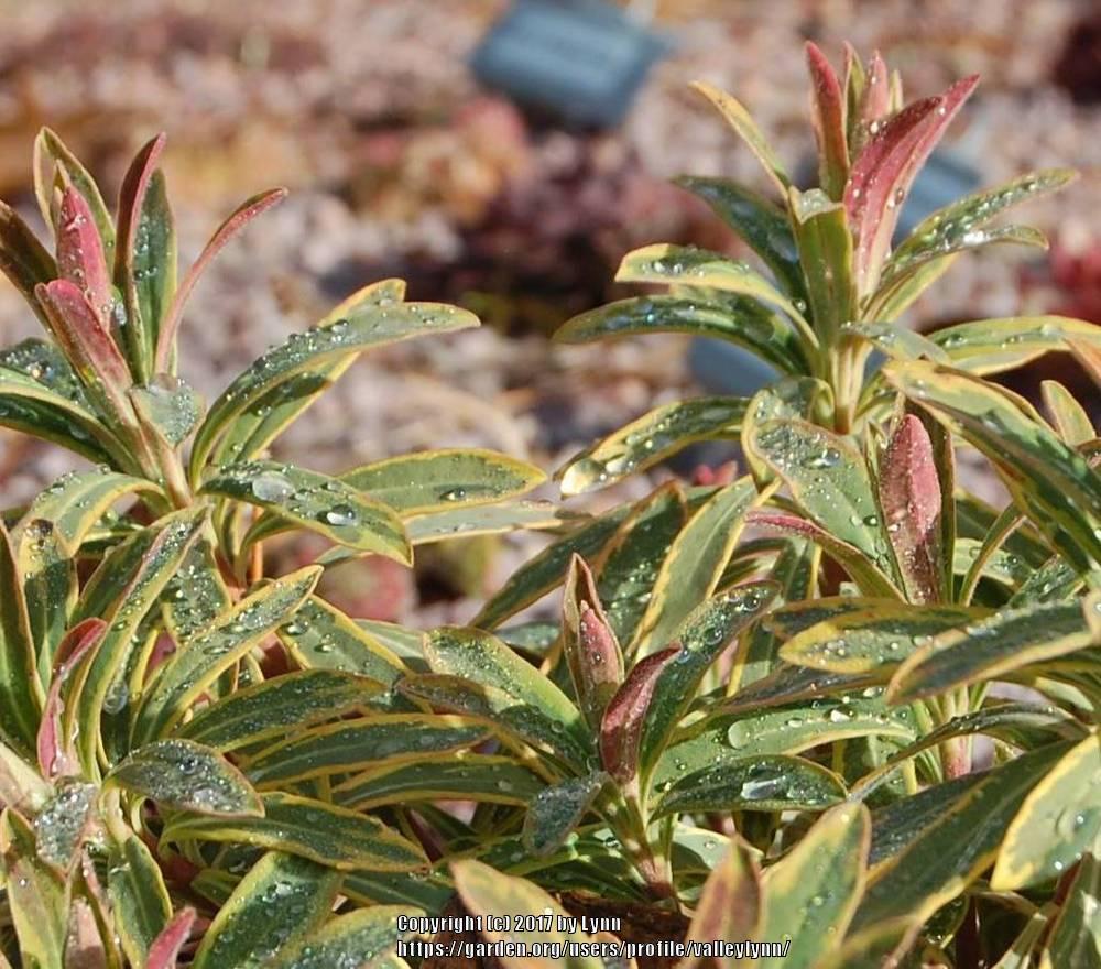 Photo of Euphorbia (Euphorbia x martini 'Ascot Rainbow') uploaded by valleylynn