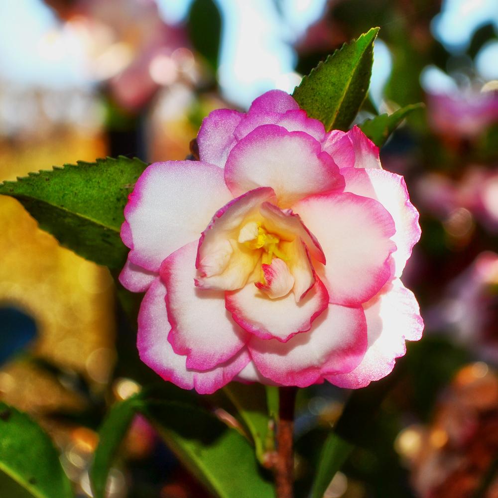 Photo of Sasanqua Camellia (Camellia sasanqua 'Leslie Ann') uploaded by dawiz1753