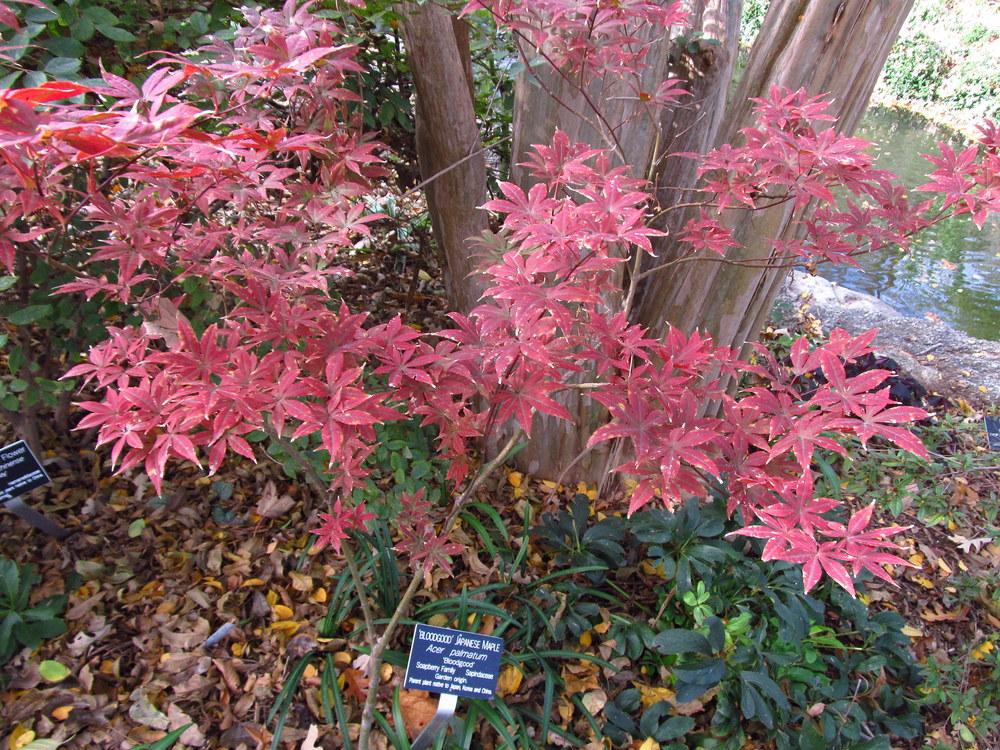 Photo of Japanese Maple (Acer palmatum var. amoenum 'Bloodgood') uploaded by jmorth
