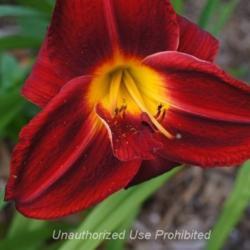 Location: My Yard, Zone 6a
Date: 2014-07-25
My very first Red Daylily