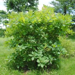Location: Morton Arboretum in Lisle, Illinois
Date: 2015-06-19
a maturing shrub
