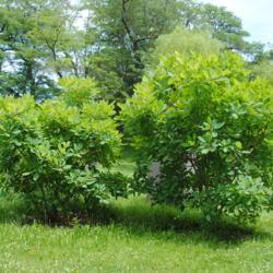 Location: Morton Arboretum in Lisle, Illinois
Date: 2015-06-19
two maturing shrubs