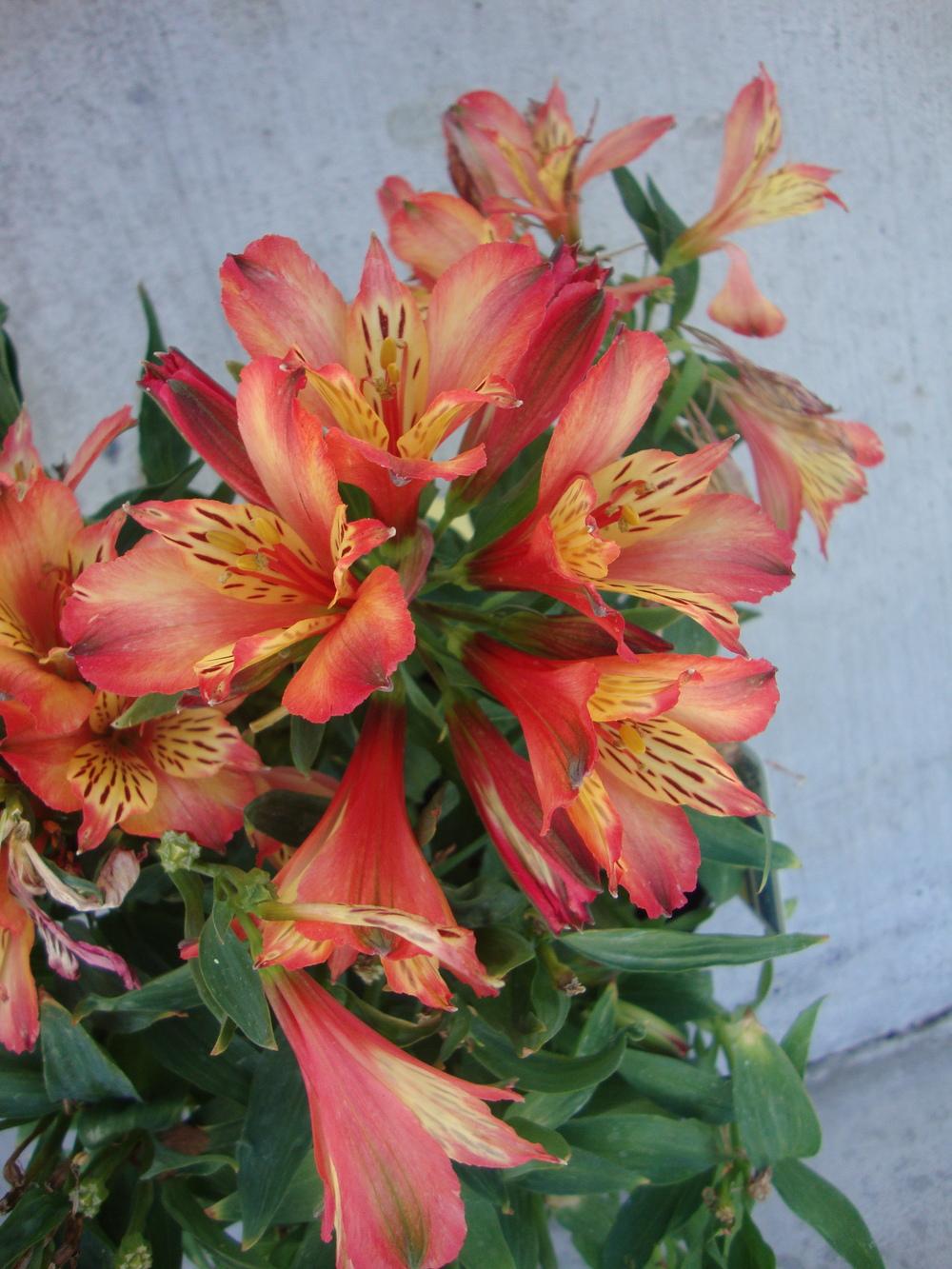 Photo of Peruvian Lilies (Alstroemeria) uploaded by Paul2032