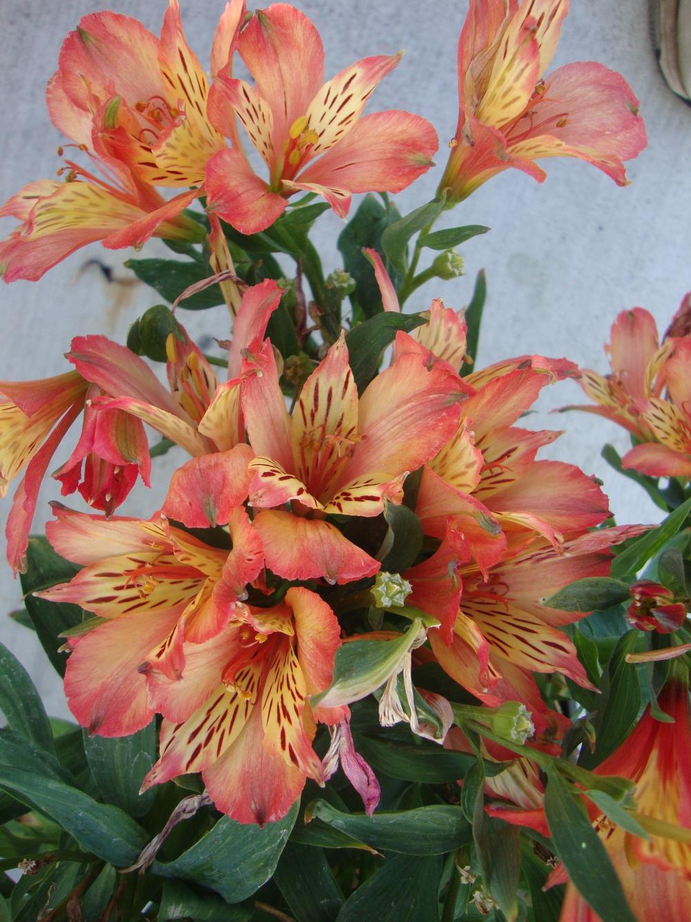 Photo of Peruvian Lilies (Alstroemeria) uploaded by Paul2032