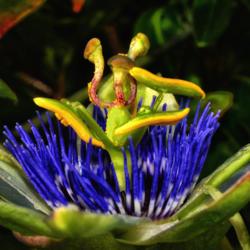 Location: Botanical Gardens of the State of Georgia...Athens, Ga
Date: 2017-11-26
Passion Flower 045