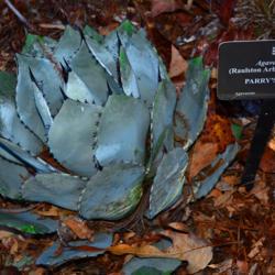 Location: Botanical Gardens of the State of Georgia...Athens, Ga
Date: 2017-11-26
Parry's Agave 001