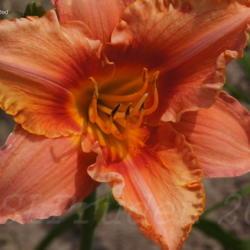 Location: Currie's Daylily Farm, Whitemore, MI
Date: 2014-07-11