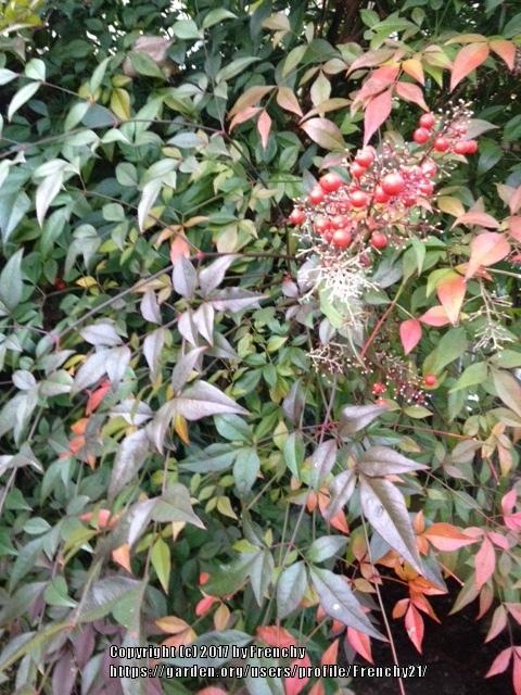 Photo of Heavenly Bamboos (Nandina domestica) uploaded by Frenchy21
