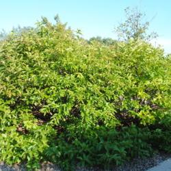 Location: Romeoville, Illinois
Date: 2012-08-20
mature shrub planted at a history museum