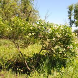 Location: in a bog near Indiana Dunes State Park
Date: 2016-07-16
a mature wild plant in bloom