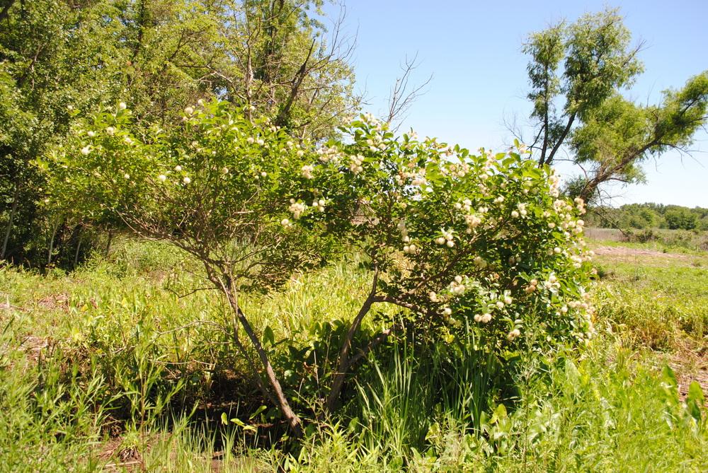 Photo of Buttonbush (Cephalanthus occidentalis) uploaded by ILPARW