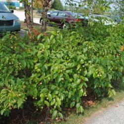 Location: Chesterbrook, Pennsylvania
Date: 2015-09-04
a mass planted in gulley along a parking lot