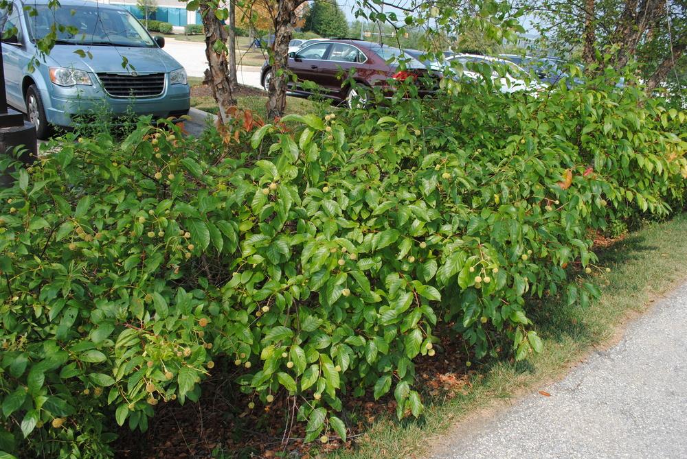 Photo of Buttonbush (Cephalanthus occidentalis) uploaded by ILPARW