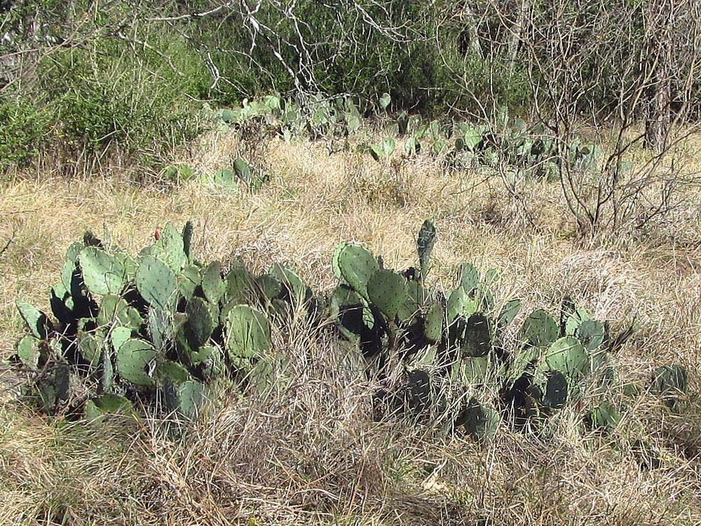 Photo of Prickly Pears (Opuntia) uploaded by jmorth