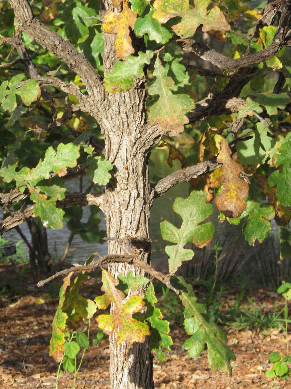 Photo of Bur Oak (Quercus macrocarpa) uploaded by jmorth