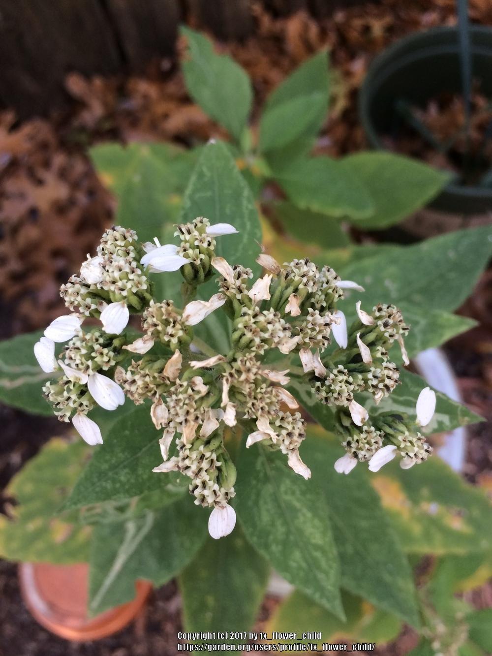 Photo of Frostweed (Verbesina virginica) uploaded by tx_flower_child