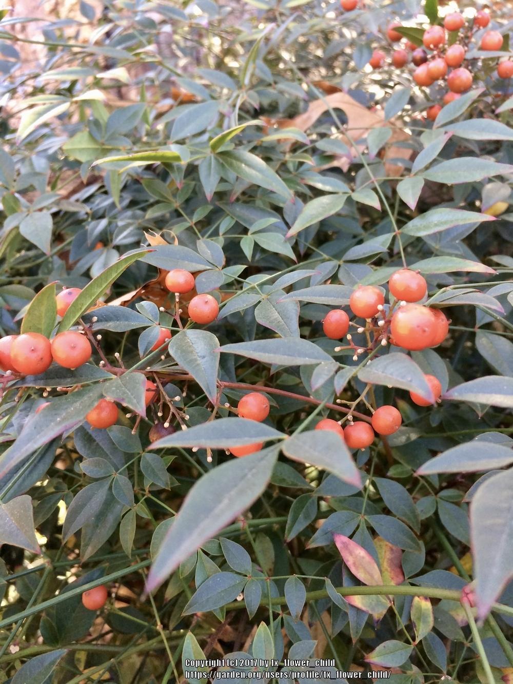 Photo of Heavenly Bamboos (Nandina domestica) uploaded by tx_flower_child
