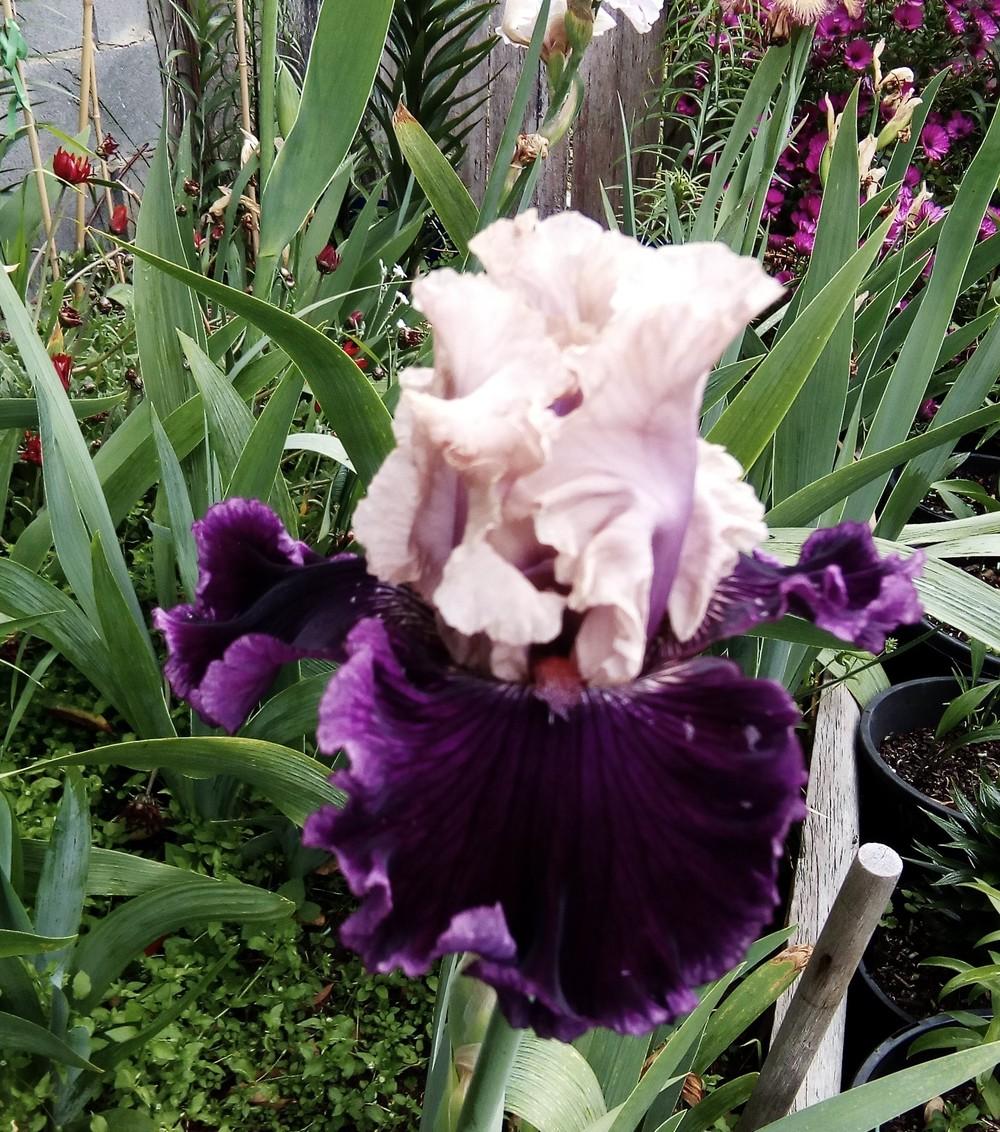 Photo of Tall Bearded Iris (Iris 'Viking Dancer') uploaded by Greeneyedmonster