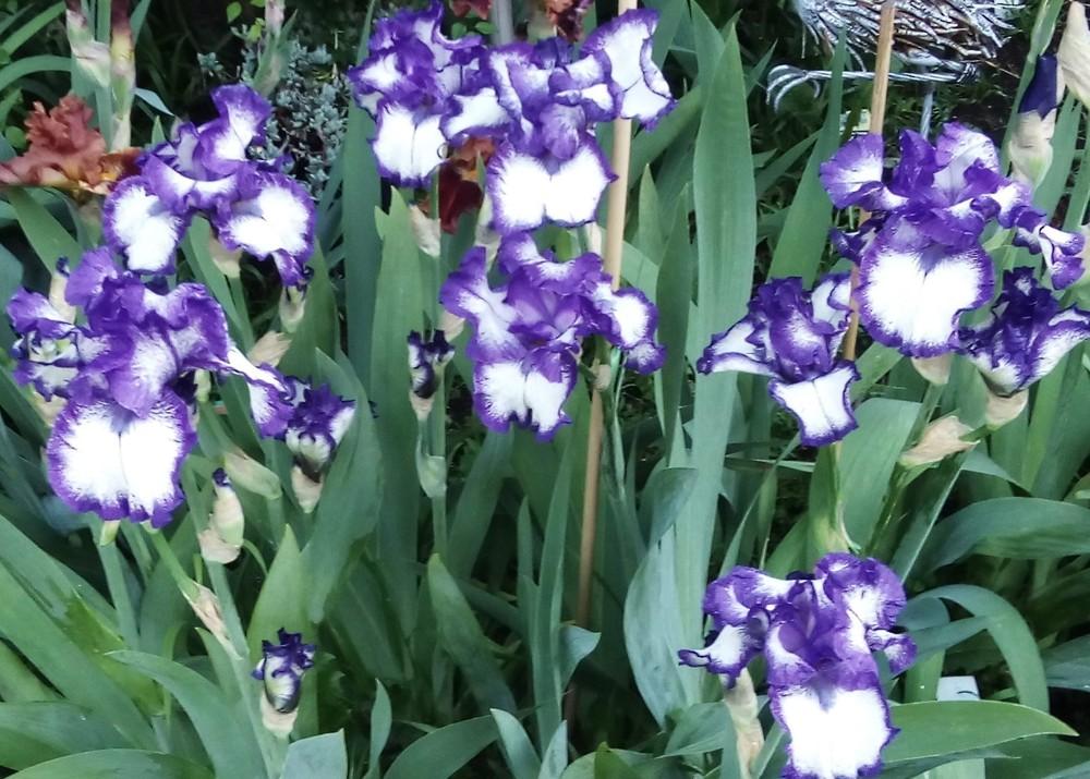 Photo of Tall Bearded Iris (Iris 'Kissing Circle') uploaded by Greeneyedmonster