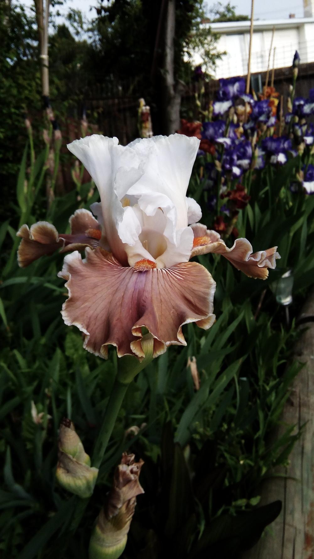 Photo of Tall Bearded Iris (Iris 'Coffee Whispers') uploaded by Greeneyedmonster