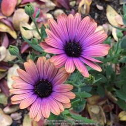 Location: Hamilton Square Garden, Historic City Cemetery, Sacramento CA.
Date: 2017-11-20
First flowers on this newly planted color changing African Daisy.