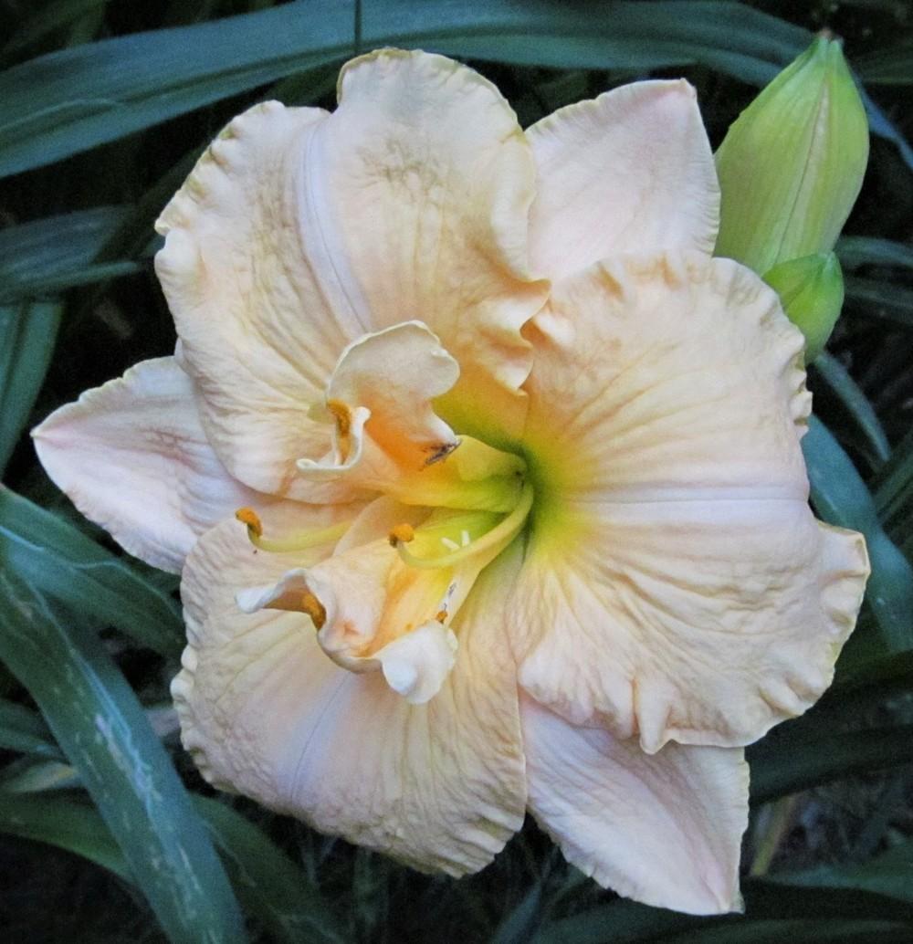 Photo of Daylily (Hemerocallis 'Puccini') uploaded by Sscape