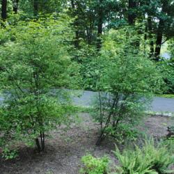 Location: Jenkins Arboretum in Berwyn, PA
Date: 2014-06-22
two shrubs in summer