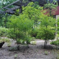 Location: Jenkins Arboretum in Berwyn, PA
Date: 2014-06-22
 a few maturing shrubs in summer