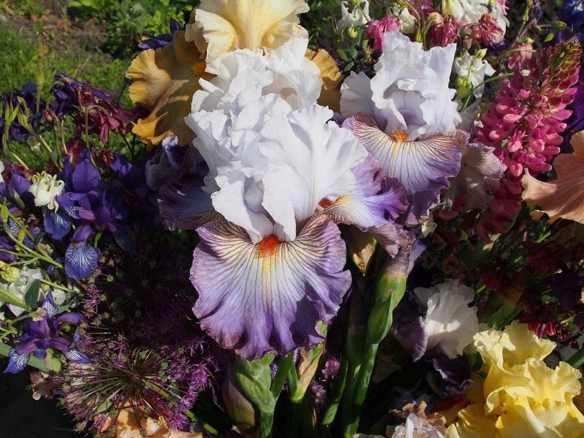 Photo of Tall Bearded Iris (Iris 'Arthouse') uploaded by IaninaUkr
