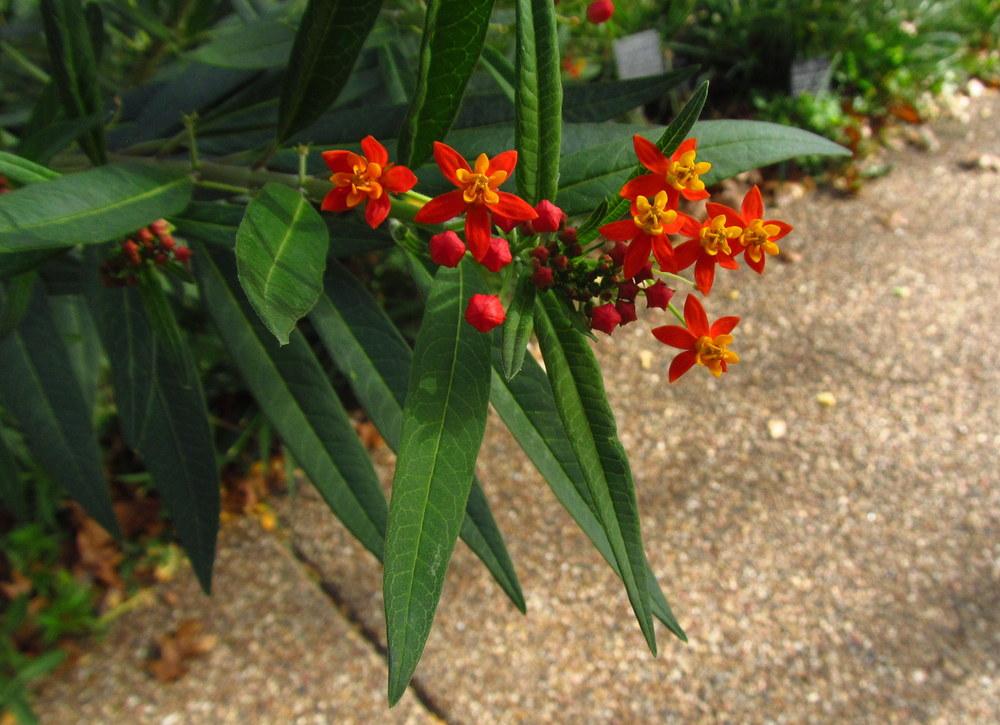 Photo of Tropical Milkweed (Asclepias curassavica) uploaded by jmorth