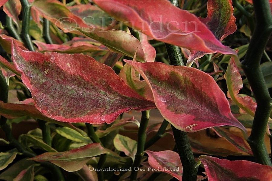 Photo of Variegated Devil's Backbone (Euphorbia tithymaloides 'Variegata') uploaded by DaylilySLP
