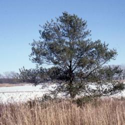Location: Sugar Grove, Illinois
Date: winter in 1980's
a lone specimen planted near a highway