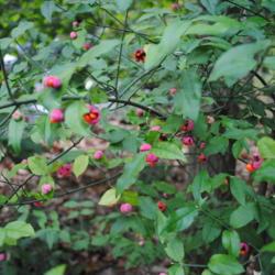 Location: Jenkins Arboretum in Berwyn, PA
Date: 2014-09-29
capsules and foliage